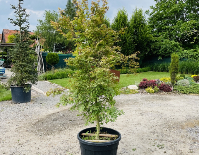 Arțar cu frunze palmate-katsura