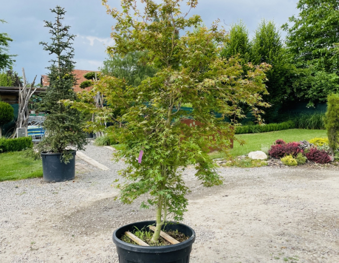 Arțar cu frunze palmate-katsura