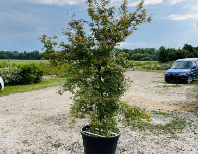 Arțar cu frunze palmate-katsura