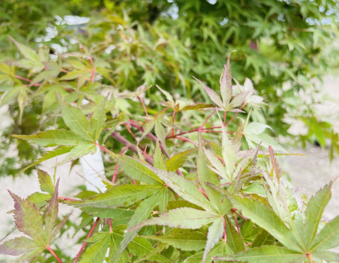 Arțar cu frunze palmate-katsura
