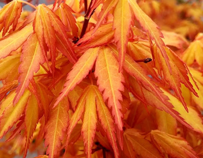 Arțar cu frunze palmate-katsura