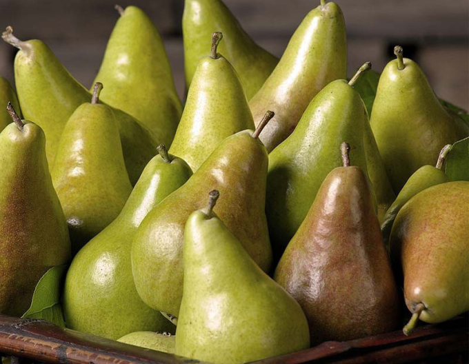 Par columnar Concorde 2l