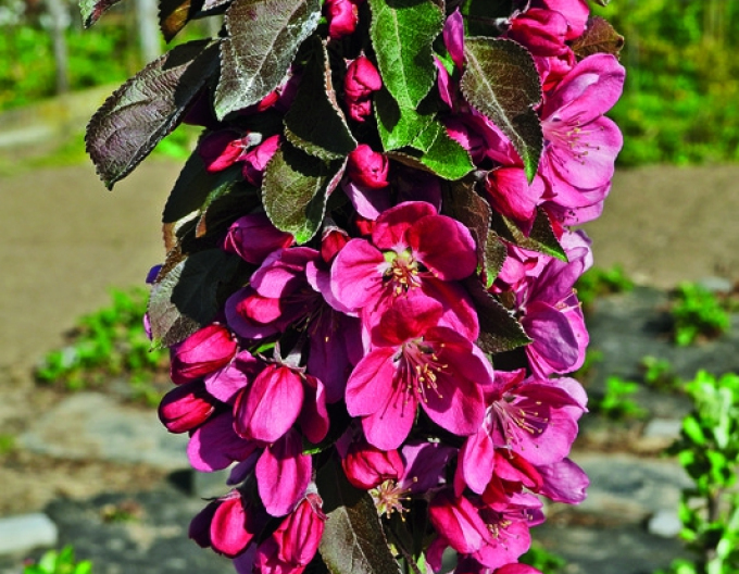 Măr columnar ‘Maypole’, toamnă, portaltoi M7, ghiveci 5L