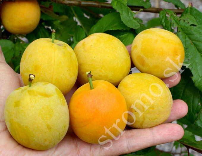 Prună siberiană ´ GEK´