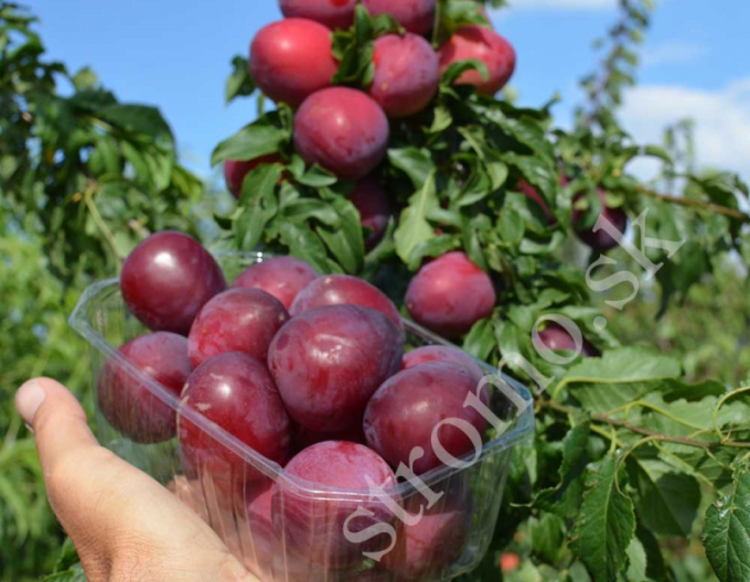 Prună siberiană ´ DONCHANKA RANNAYA´