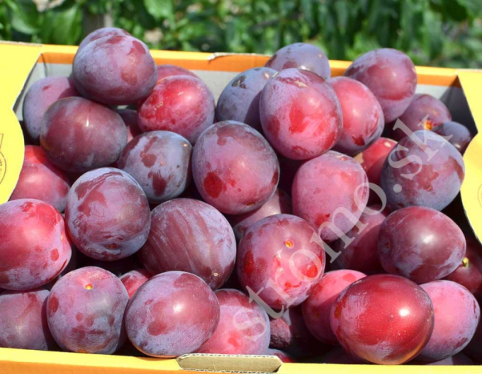 Prună siberiană ´ DONCHANKA RANNAYA´