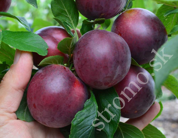 Caise-plum GLOBUS