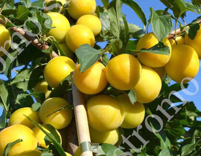 Prună siberiană ´ GEK´