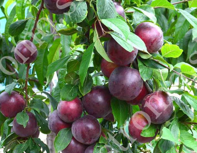 Caise-plum GLOBUS