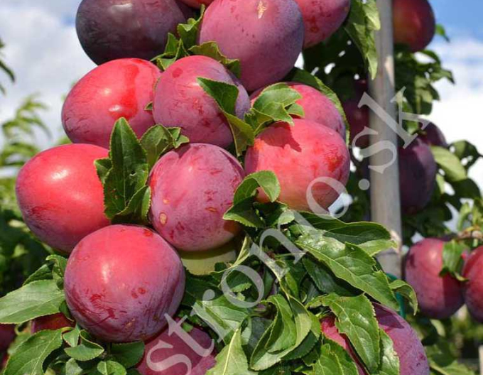 Prună siberiană ´ DONCHANKA RANNAYA´