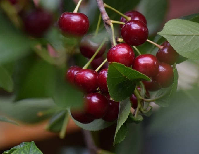 Cireș "Northstar" târziu 5l