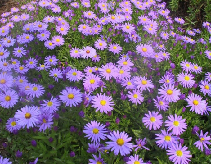 Astra ´Prof. Anton Kippenberg´´