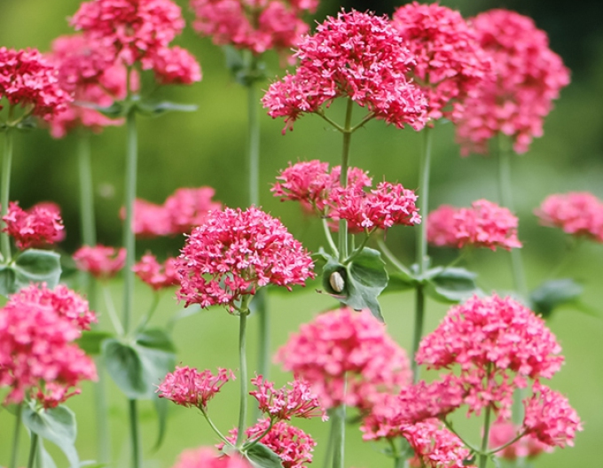 Centrant roșu "Coccineus