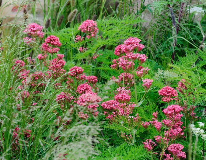 Centrant roșu "Coccineus