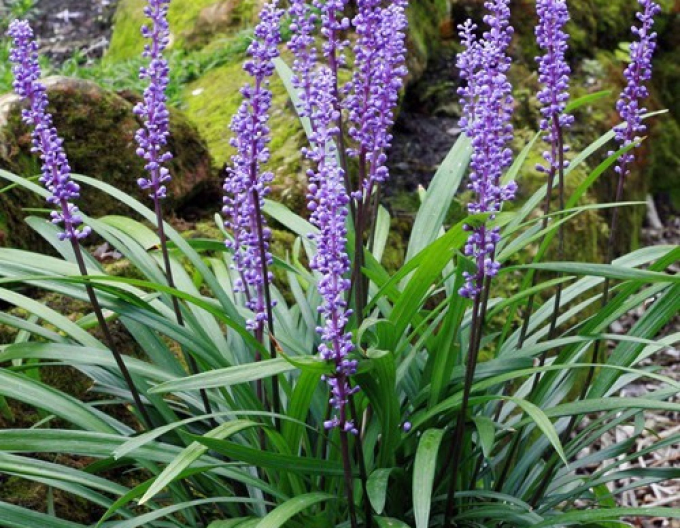 Liriope albastru