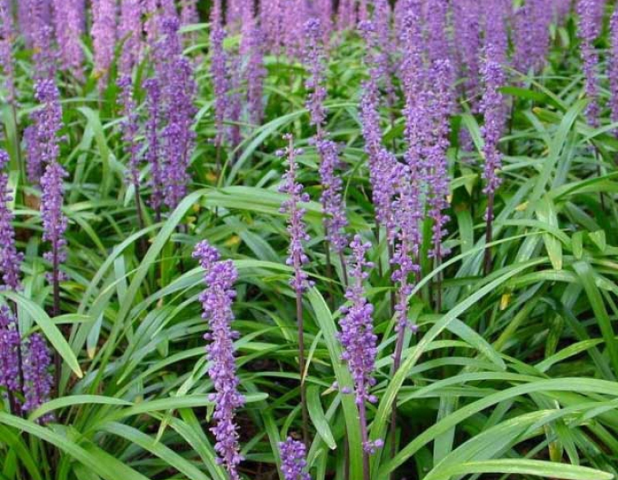 Liriope albastru