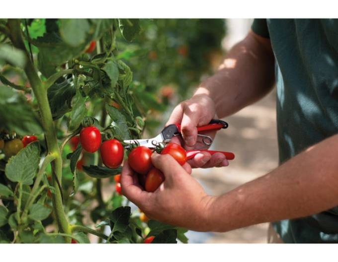 FELCO 321 Foarfece de recoltat