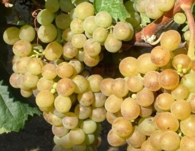 Viță de vie de masă "Muskotal" "Polockei Muskotal