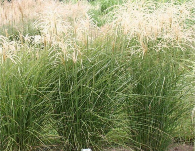 Miscanthus sinensis ´Graziella´
