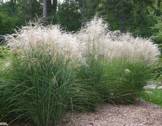 Miscanthus sinensis ´Graziella´