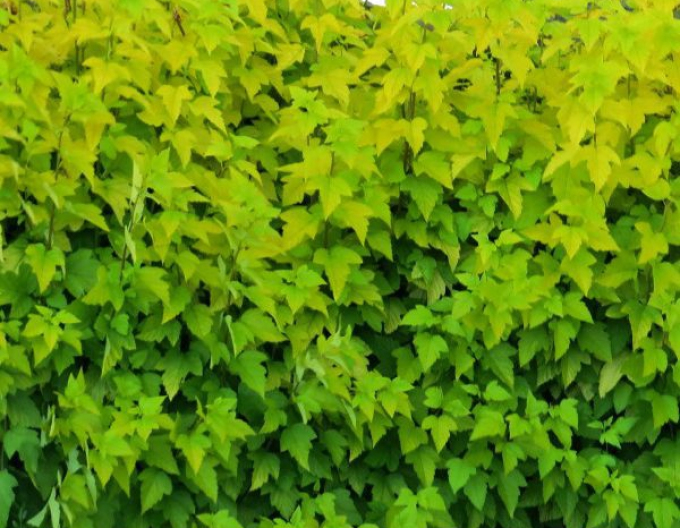 Physocarpus Darts Gold