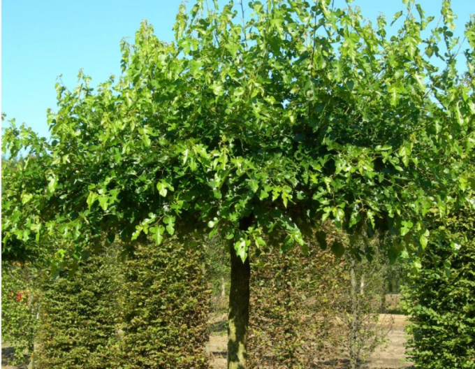 Dud  ´Globosa´ pe o tulpină