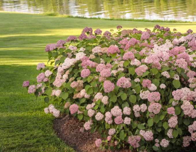 Hortensia Pink Annabelle