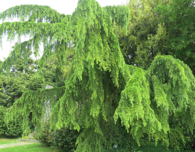 Cedru de Himalaya ´Pendula´