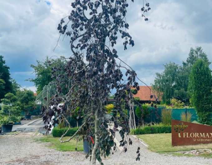 Fag de pădure-purple-fontaine