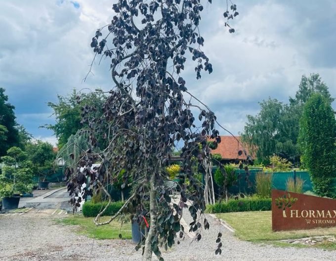 Fag de pădure-purple-fontaine